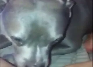 Hond likt mijn natte kutje in een close-up POV