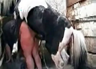 ponny porn