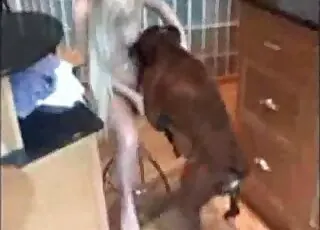 Zoophile gets naked and starts masturbating in front of a dog