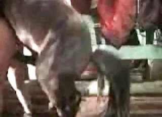پھٹی ہوئی عورت کتے کی چودنے والی