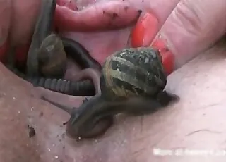 Close-up zoophilia with creepy insect sex